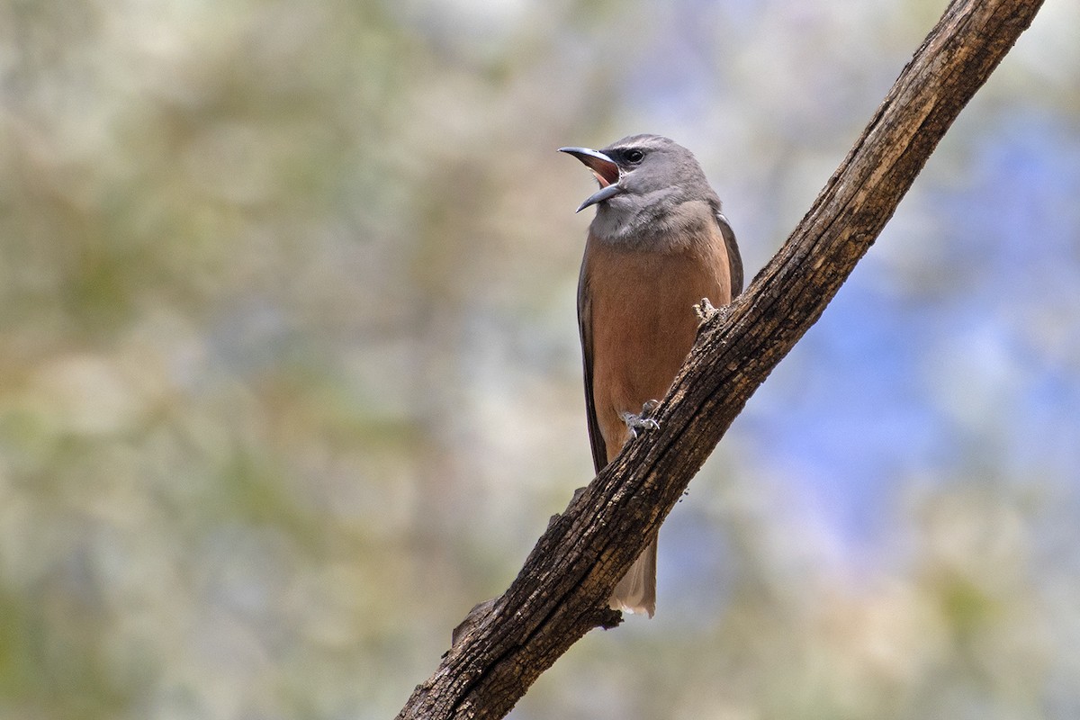 Weißbrauen-Schwalbenstar - ML644915008