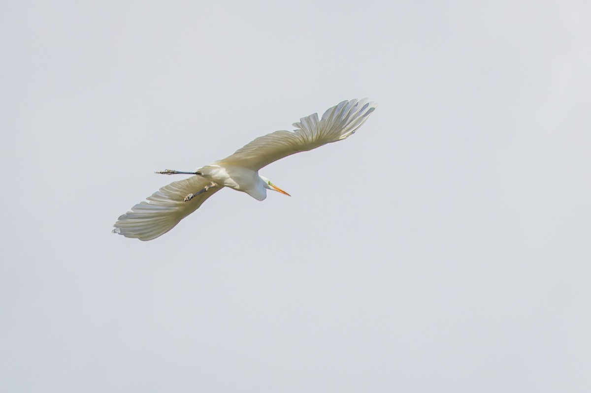 Silberreiher - ML644915009