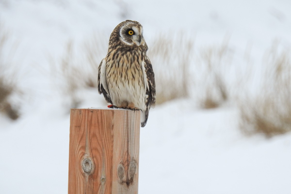 Sumpfohreule - ML644915010