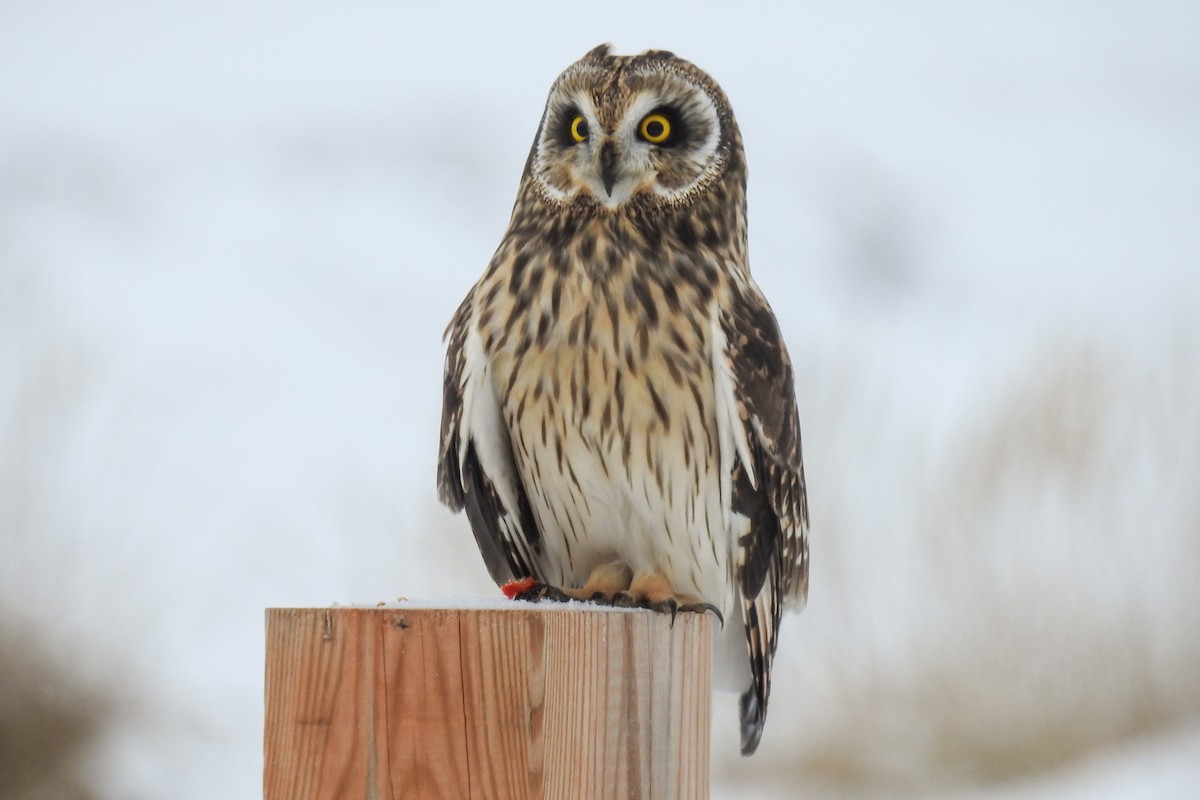 Sumpfohreule - ML644915011