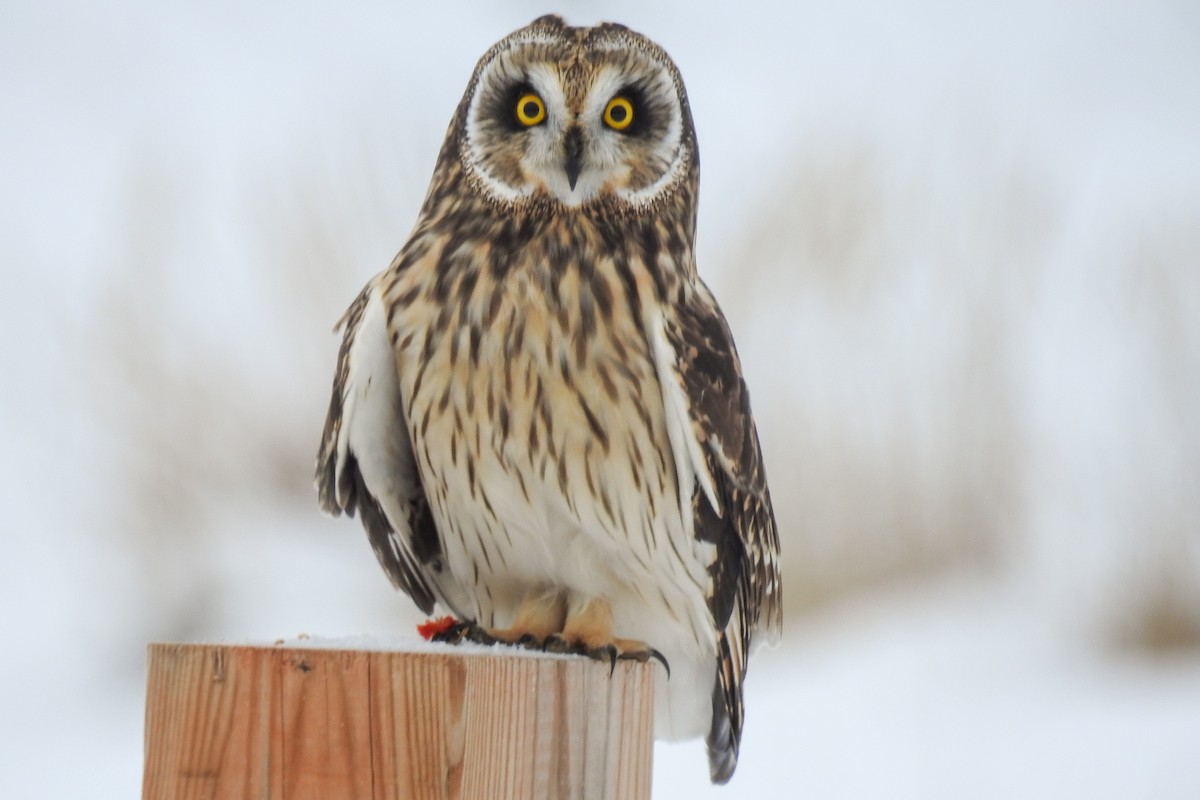 Sumpfohreule - ML644915012