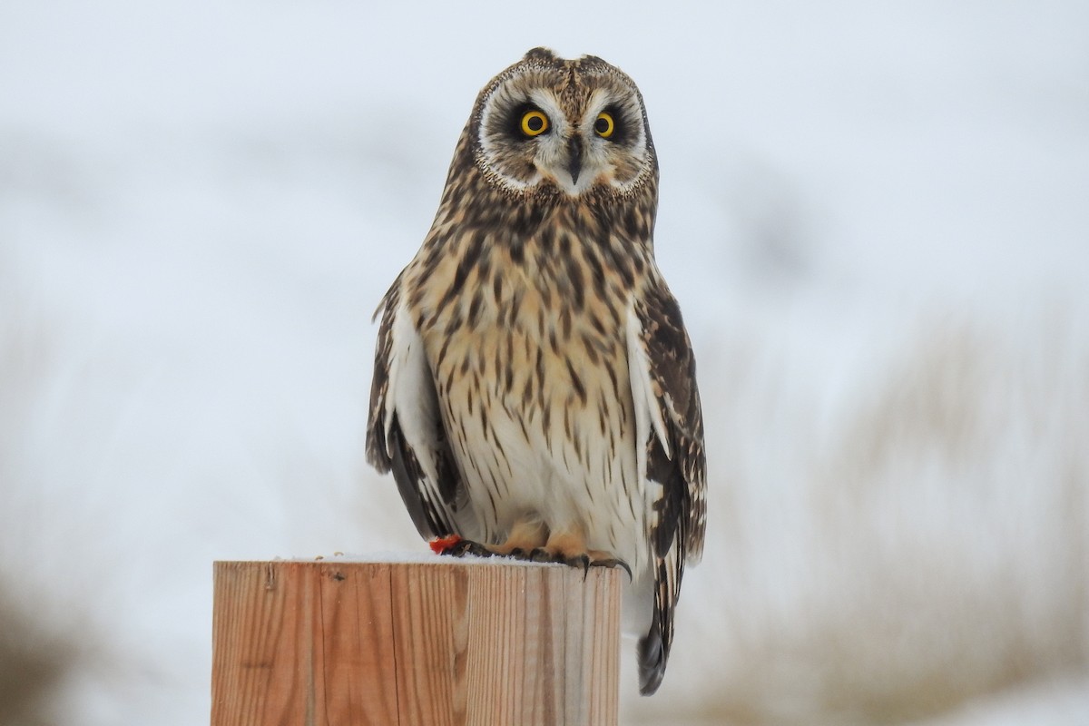 Sumpfohreule - ML644915013