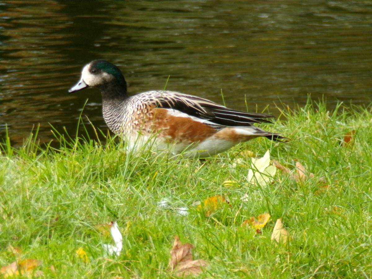 Chilepfeifente - ML644915014