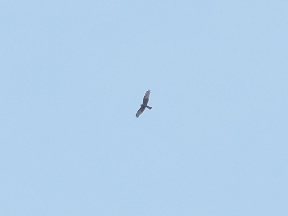 マダラチュウヒ - ML644915017