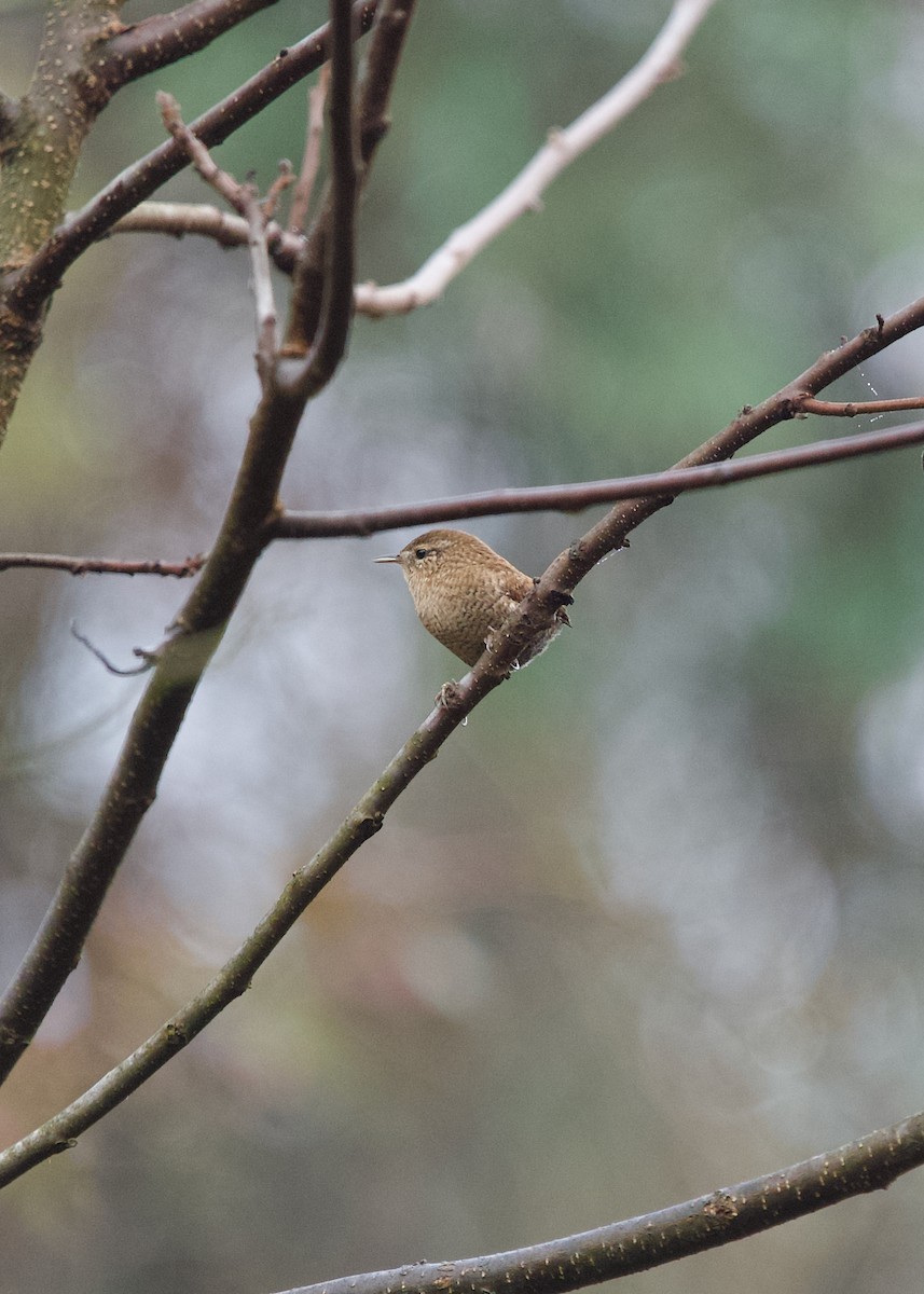 Winter Wren - ML644915056