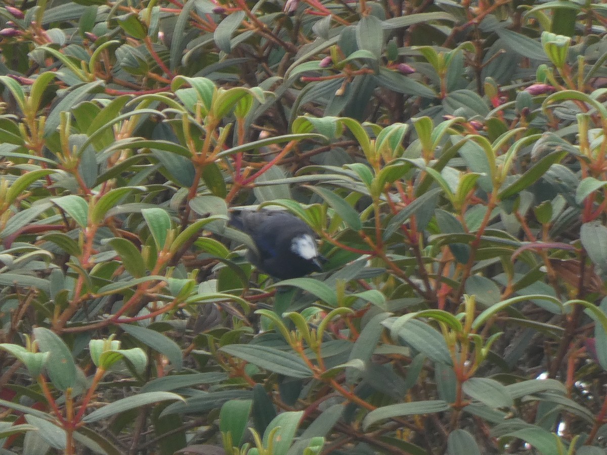 Conirrostro Coronado - ML644915082