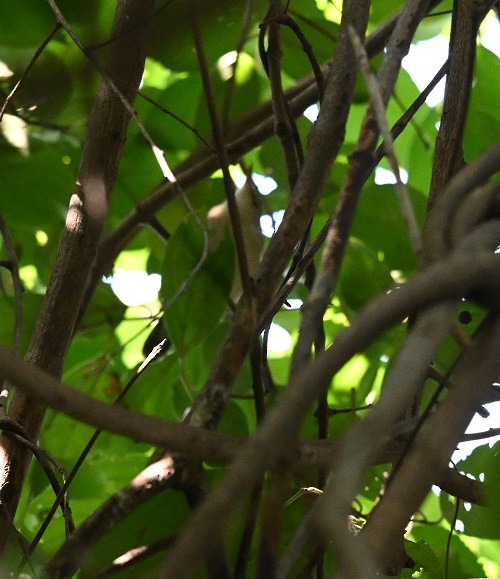 Carricero de Blyth - ML644915083