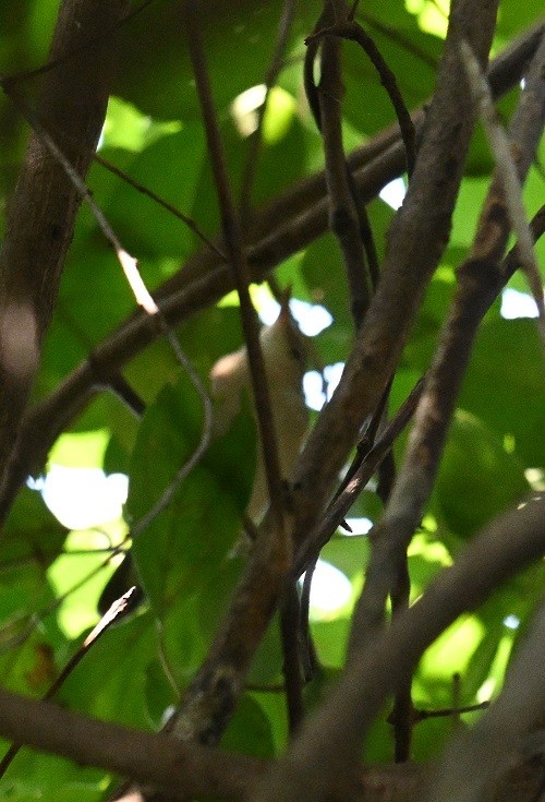 Carricero de Blyth - ML644915084