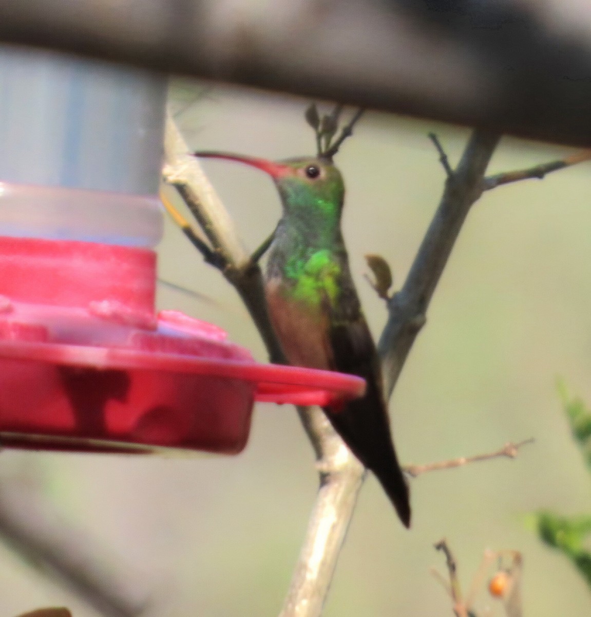 Amazilia Yucateca - ML644915085