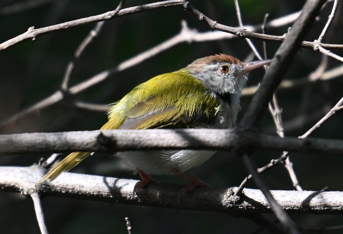 Sastrecillo Común - ML644915086