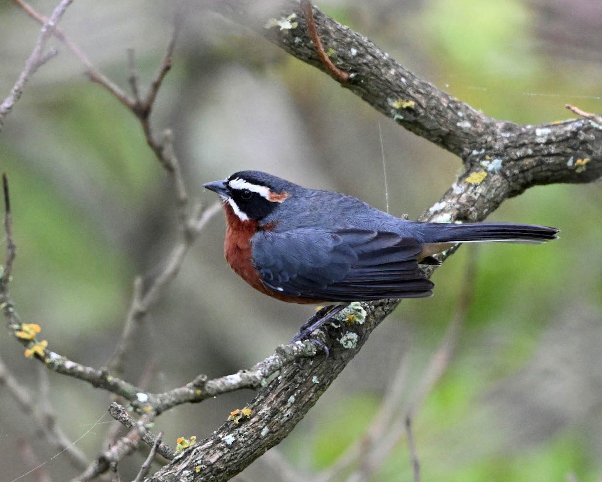 Monterita Sietevestidos Andina - ML644915088