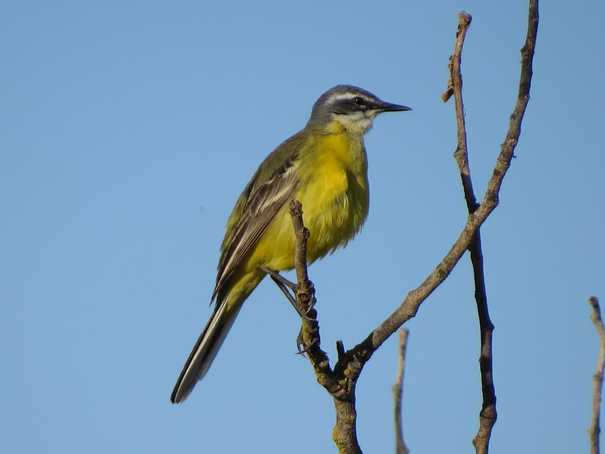 Lavandera Boyera (Ibérica) - ML644915089