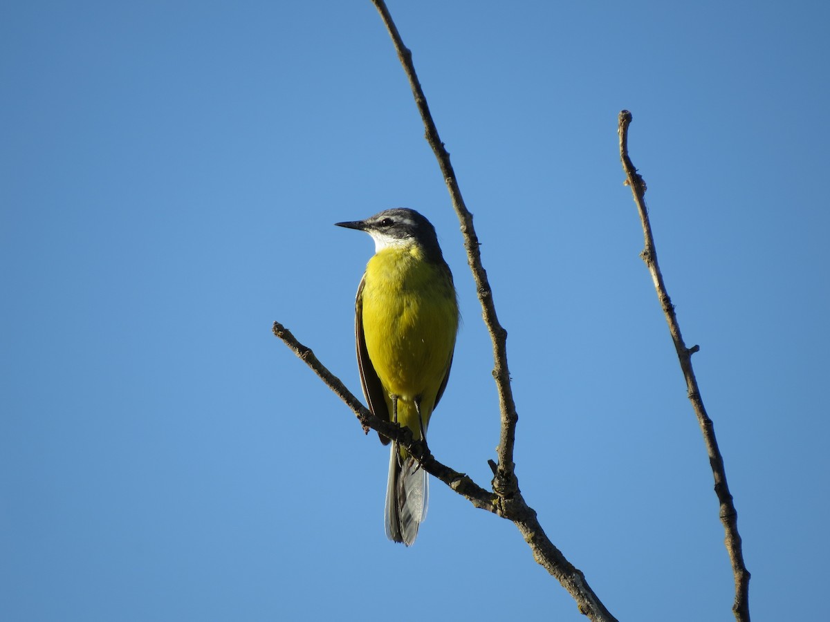 Lavandera Boyera (Ibérica) - ML644915090
