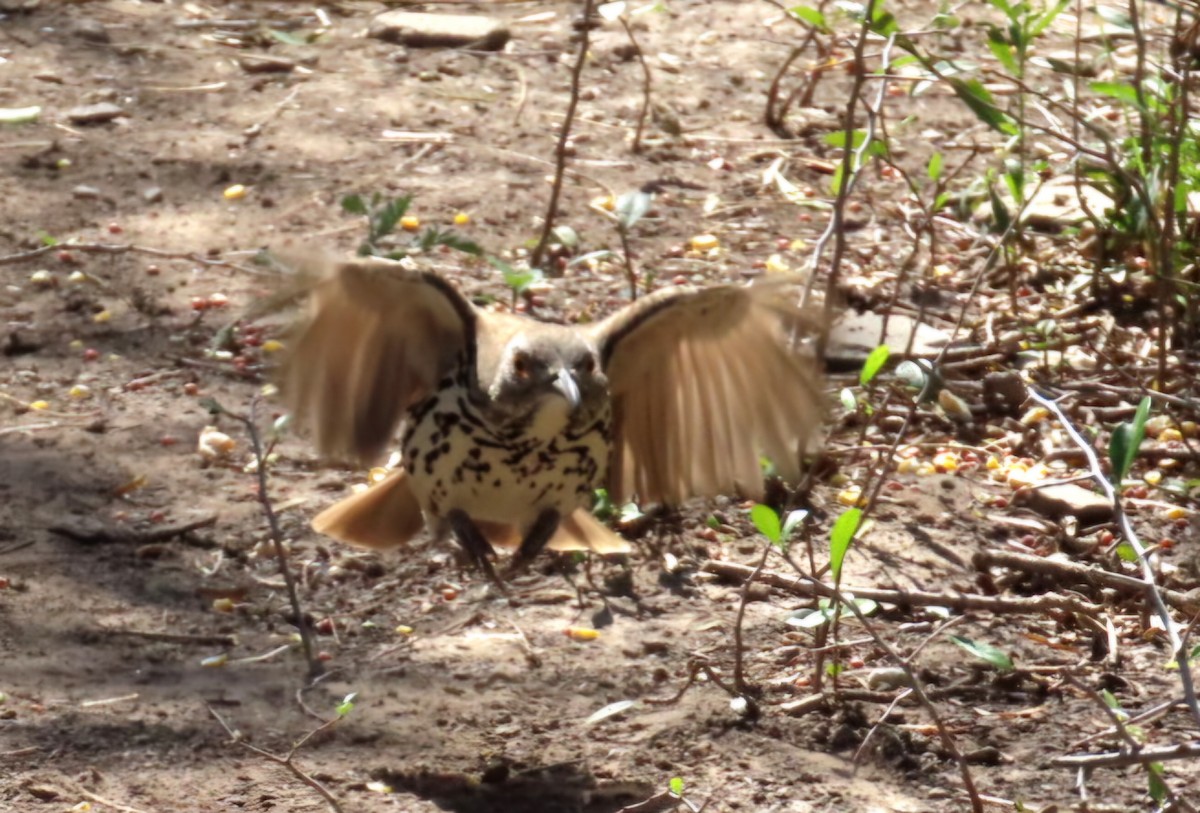 Cuitlacoche Piquilargo - ML644915091
