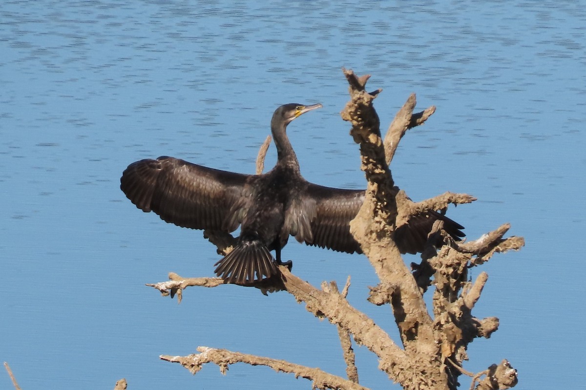 Cormorán Grande - ML644915092