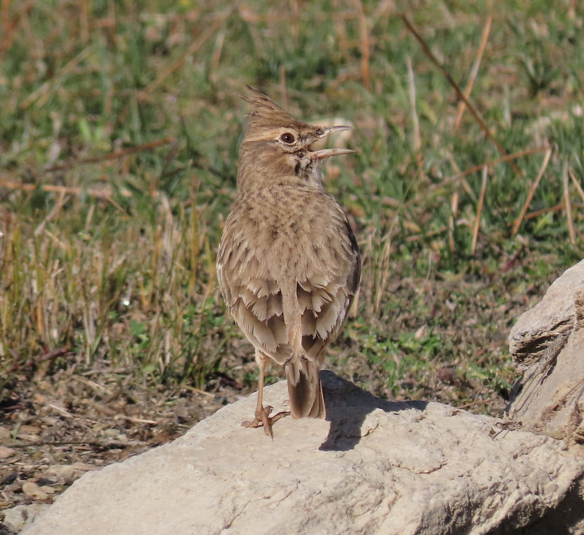 Cogujada Común - ML644915095
