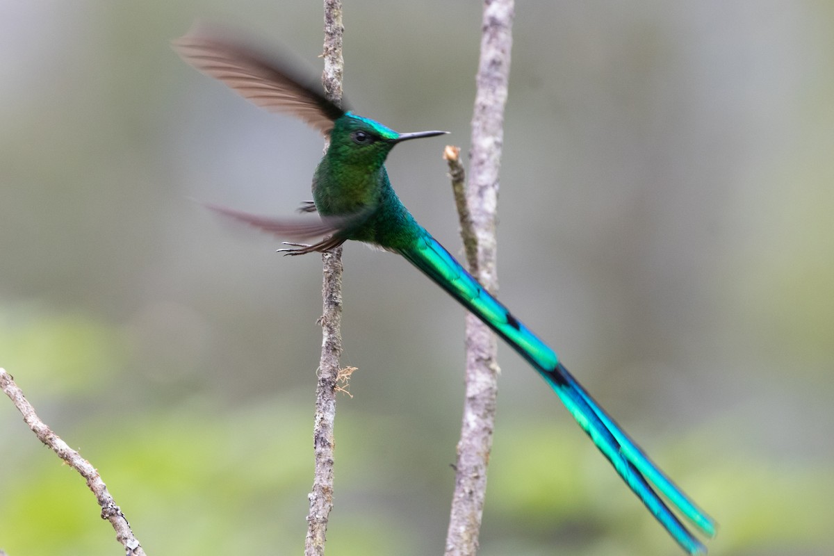 Silfo de King - ML644915096