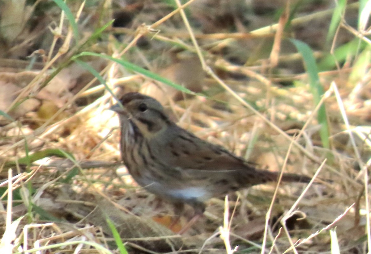 Chingolo de Lincoln - ML644915097