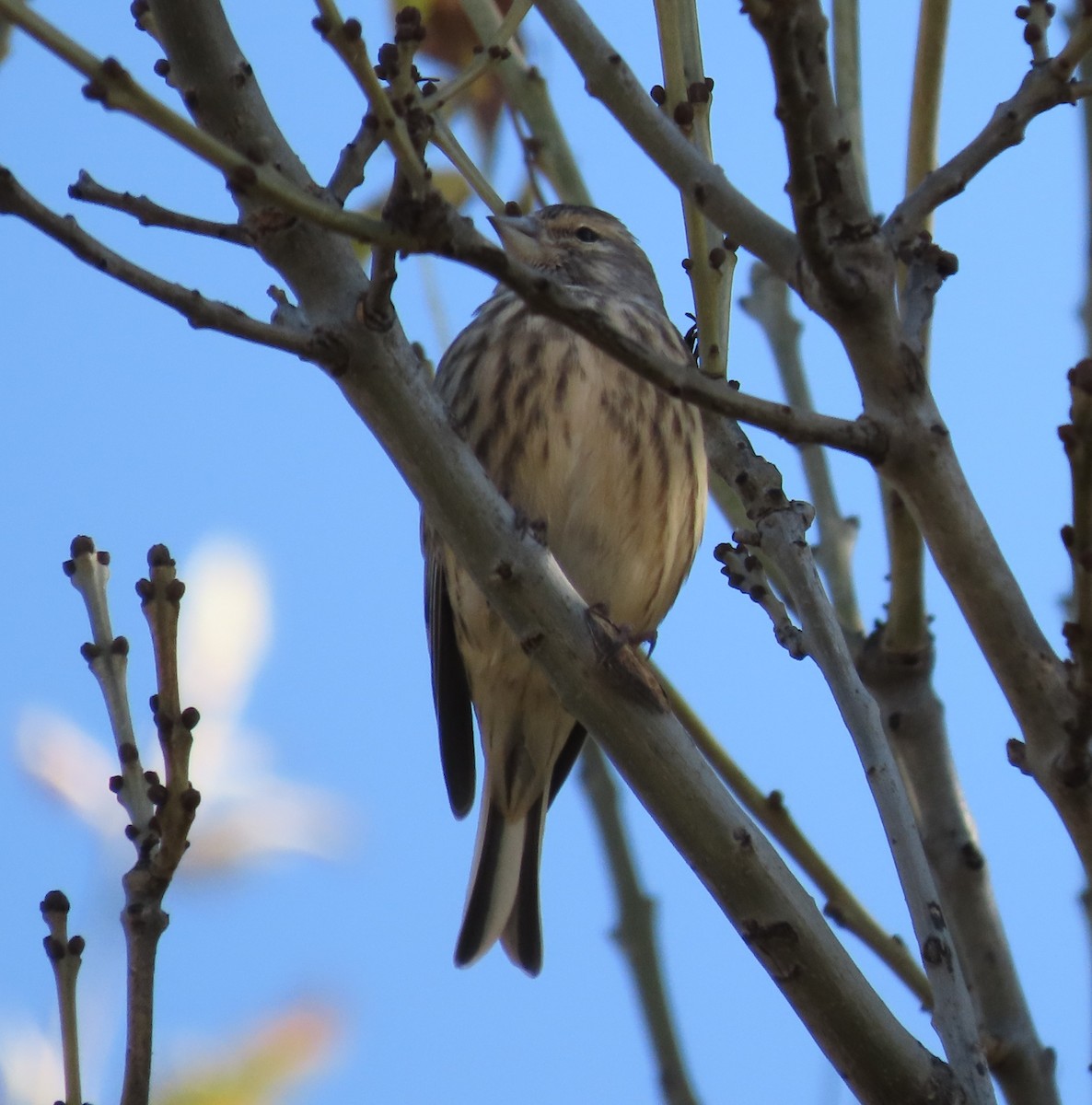 Pardillo Común - ML644915098