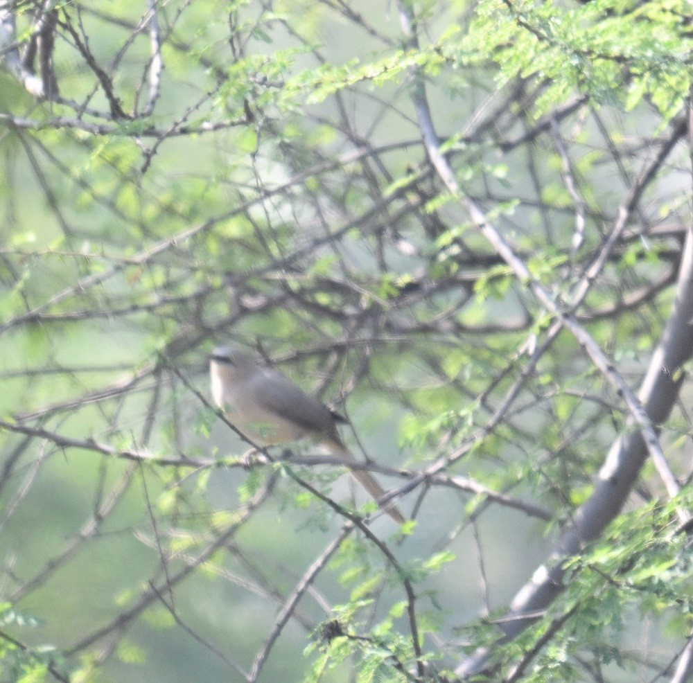 Turdoide Gris - ML644915099