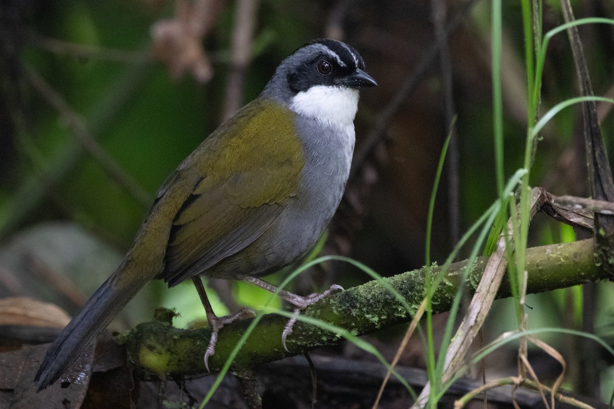 Cerquero Picofino - ML644915100