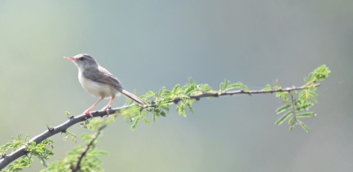 Prinia Sencilla - ML644915102