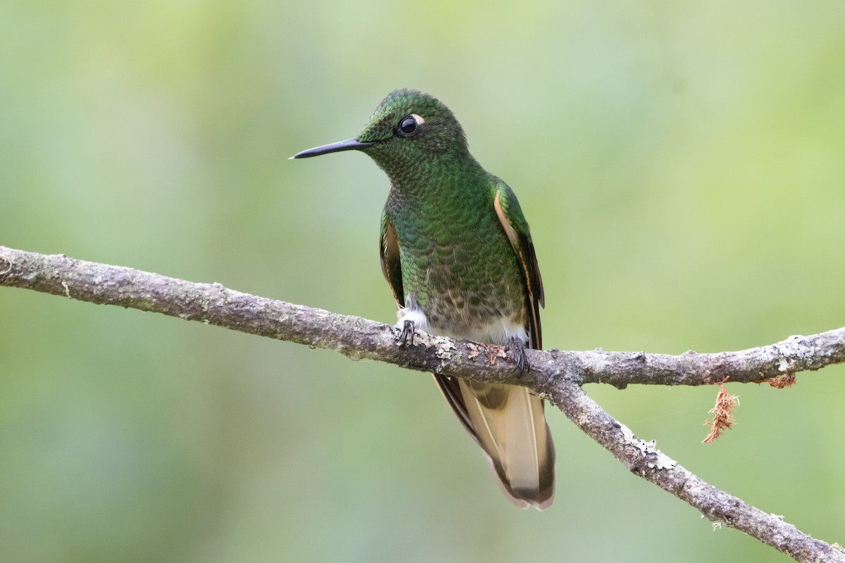 Colibrí Colihabano - ML644915104