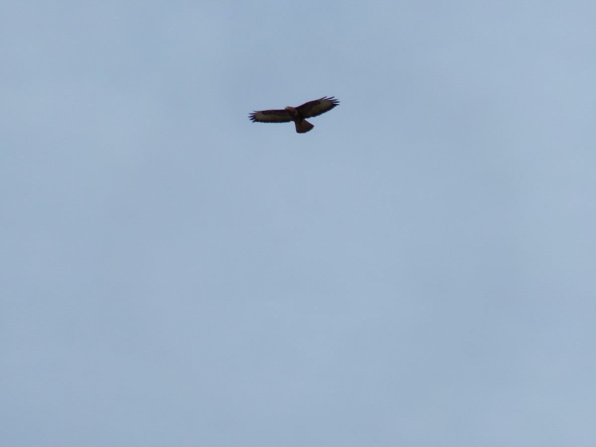 Busardo Ratonero - ML644915106