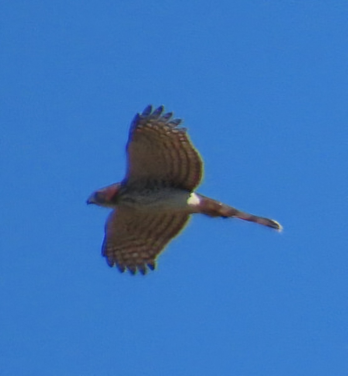 Gavilán de Cooper - ML644915107