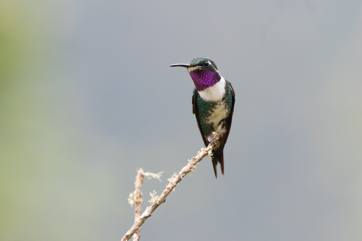 Colibrí de Mulsant - ML644915108