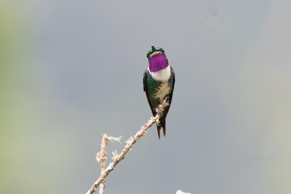 Colibrí de Mulsant - ML644915110