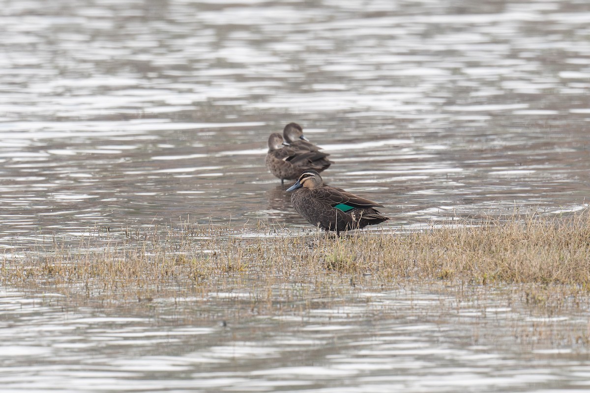 Ánade Cejudo - ML644915111
