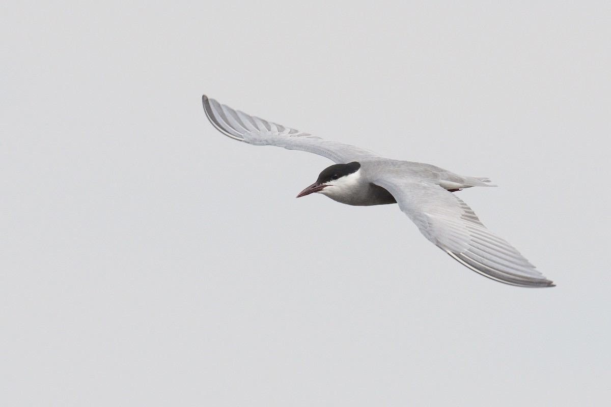 Fumarel Cariblanco - ML644915118