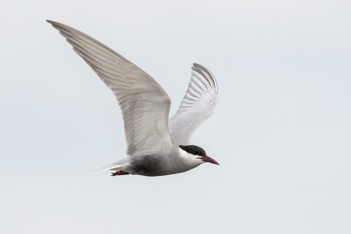 Fumarel Cariblanco - ML644915121