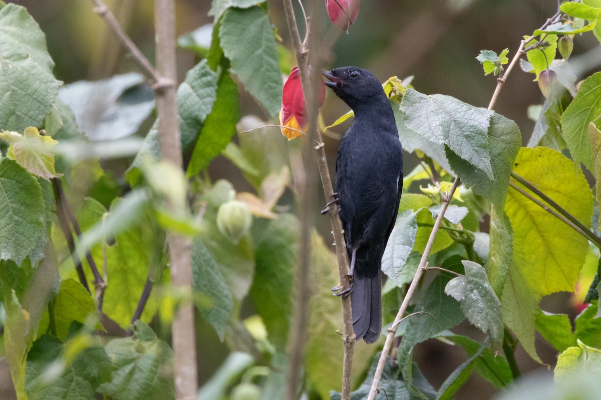 White-sided Flowerpiercer - ML644915122