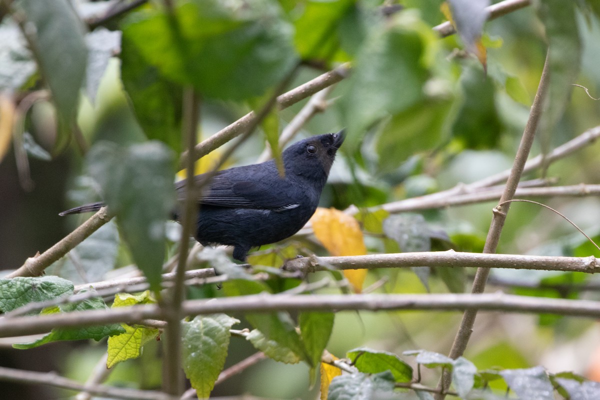 White-sided Flowerpiercer - ML644915123