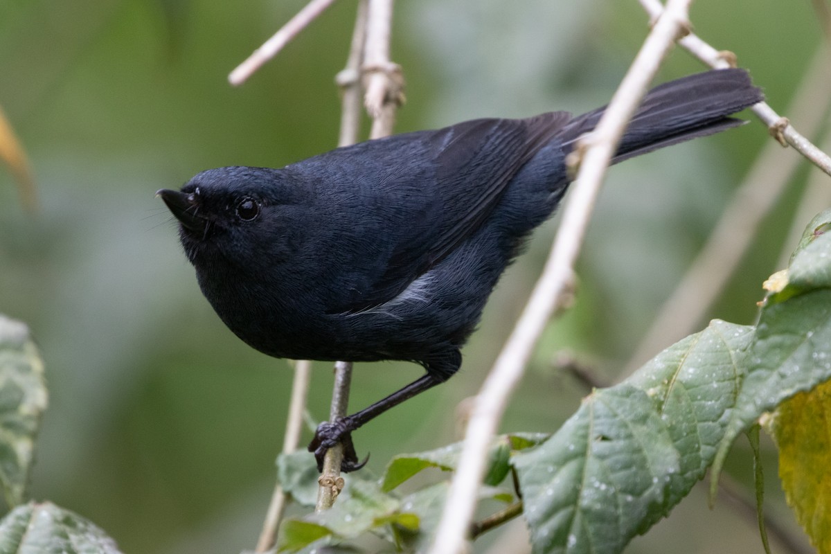 White-sided Flowerpiercer - ML644915124