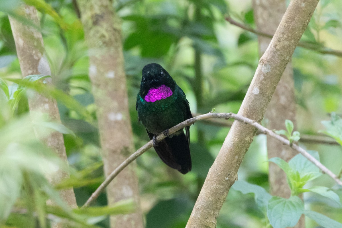 Tourmaline Sunangel - ML644915132