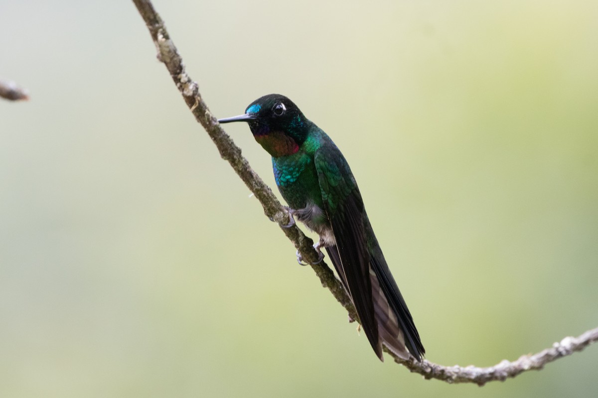 Tourmaline Sunangel - ML644915133