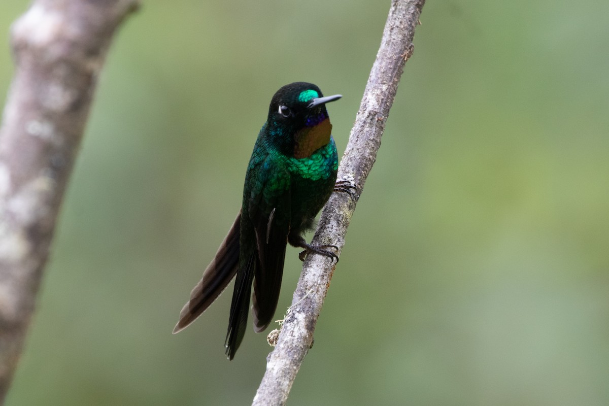 Tourmaline Sunangel - ML644915134