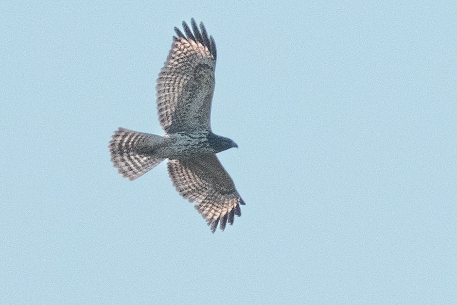 タカ科 - ML644915139