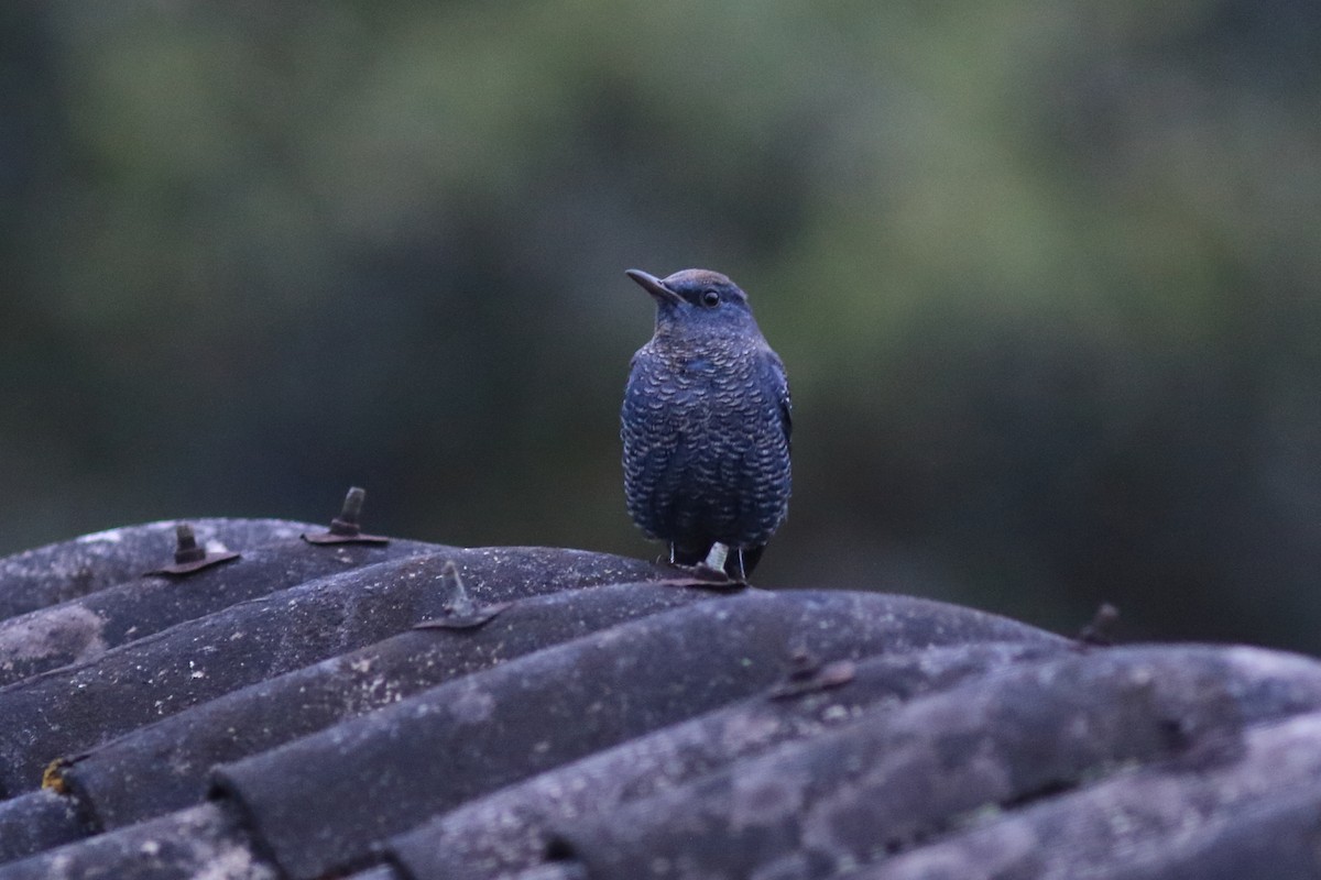 Blue Rock-Thrush - ML644915148