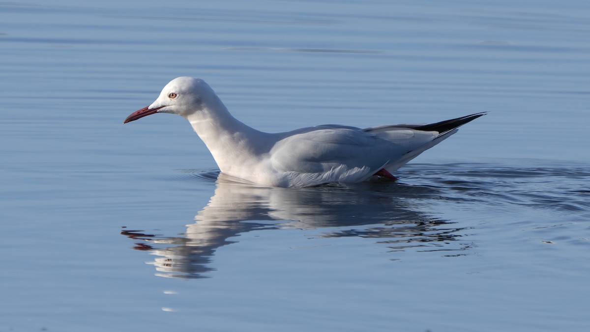 Slender-billed Gull - ML644915164