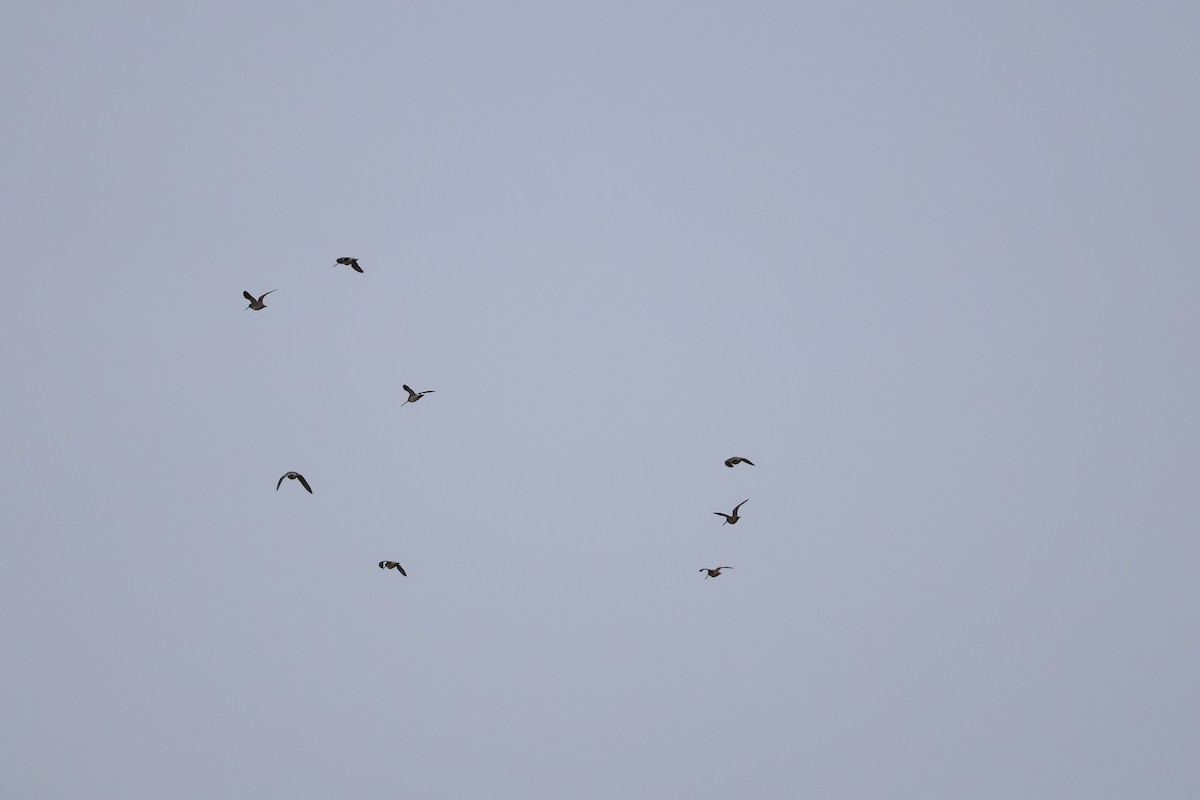 Common Snipe - ML644915165