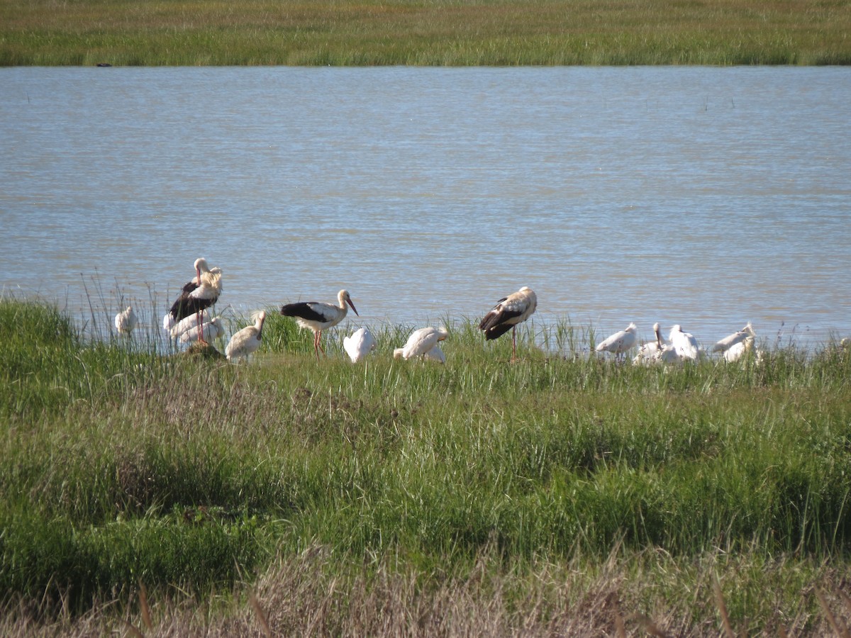 White Stork - ML644915170