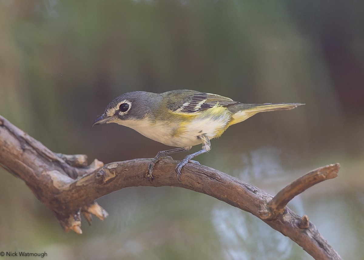 Blue-headed Vireo - ML644915171