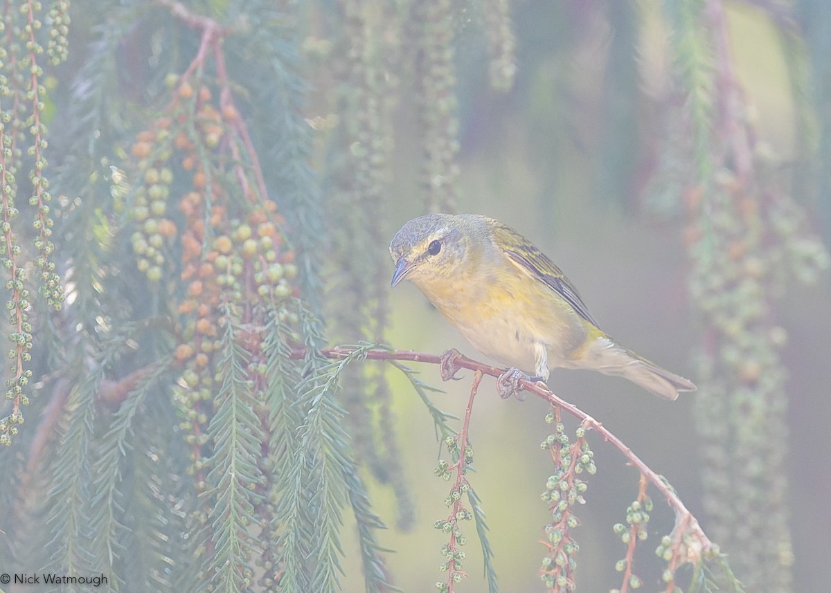 Tennessee Warbler - ML644915172