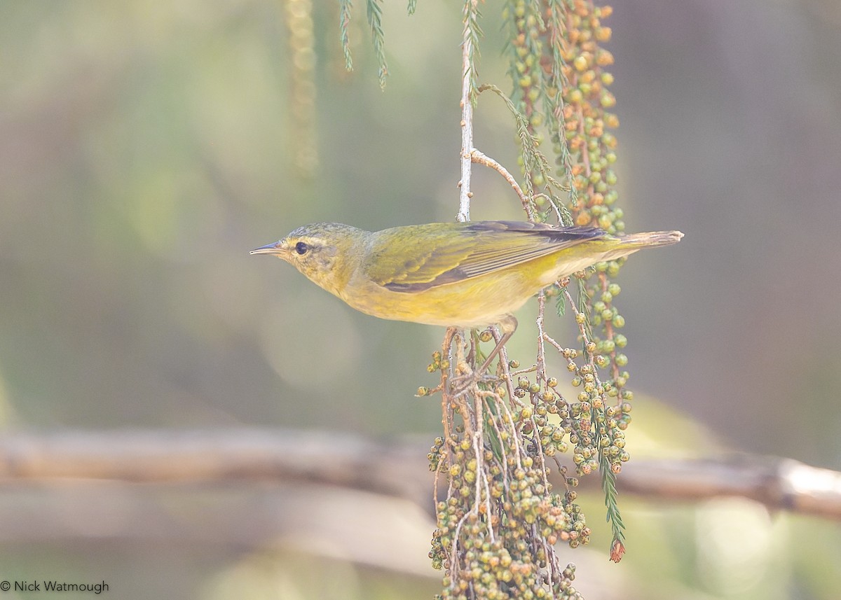 Tennessee Warbler - ML644915173