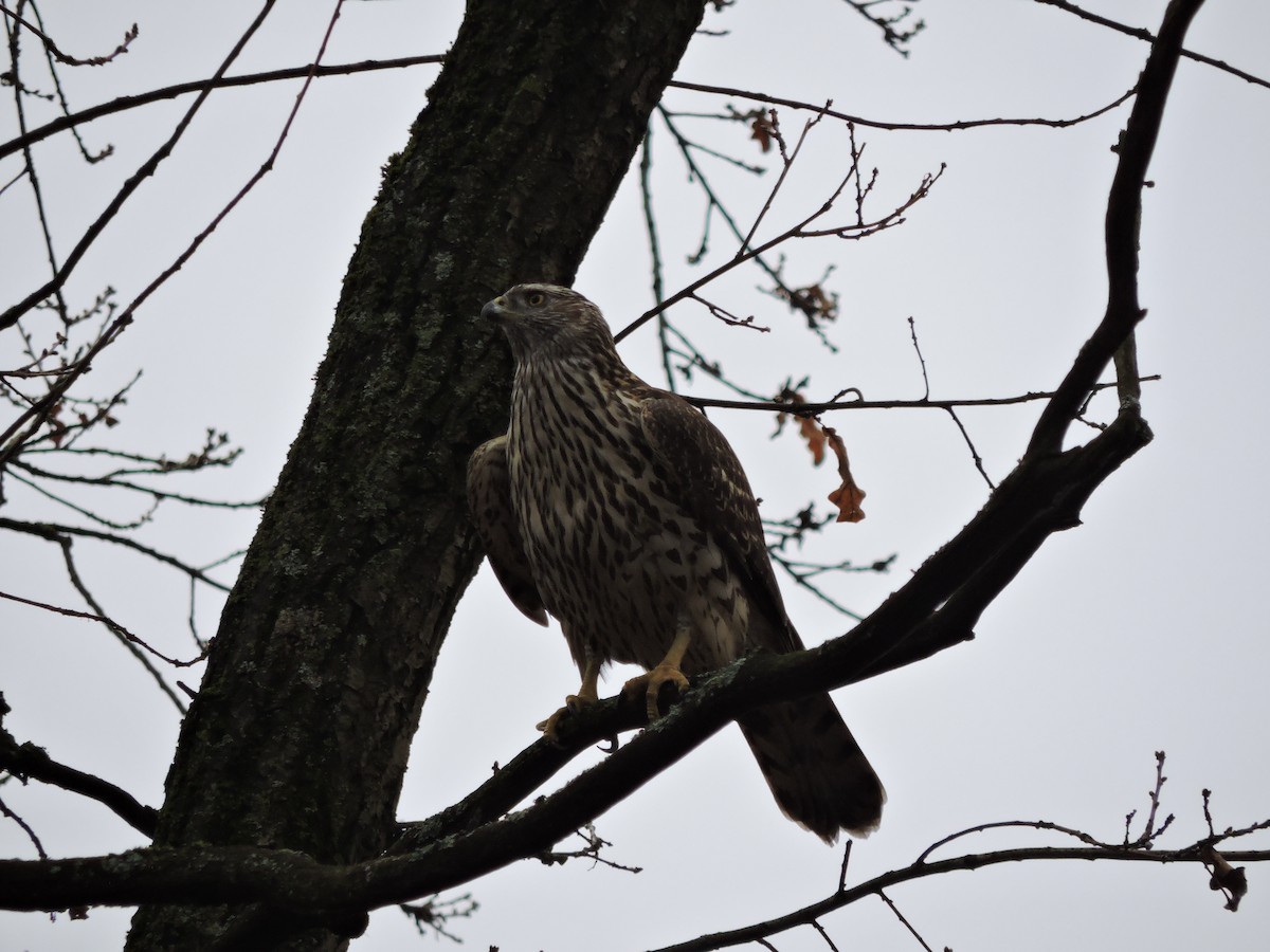 נץ גדול - ML644915174