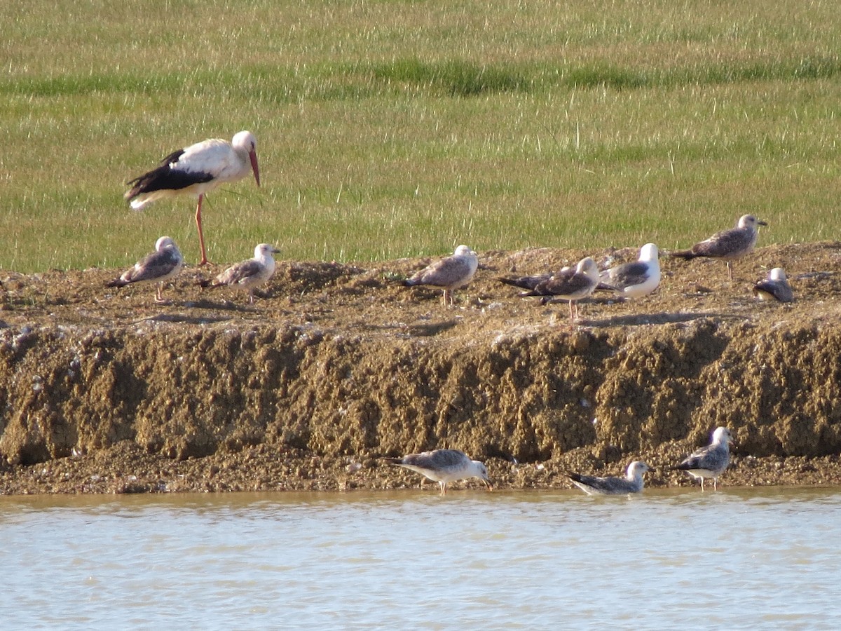 Lesser Black-backed Gull - ML644915175